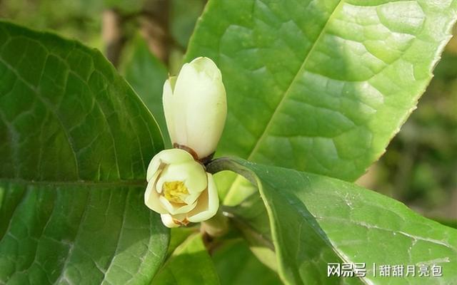 父子接力40年守护世界珍稀植物！这种黄花茶凭啥金贵？(图5)