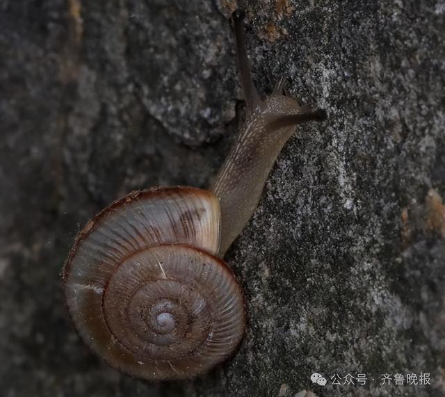 济南发现新物种！(图2)