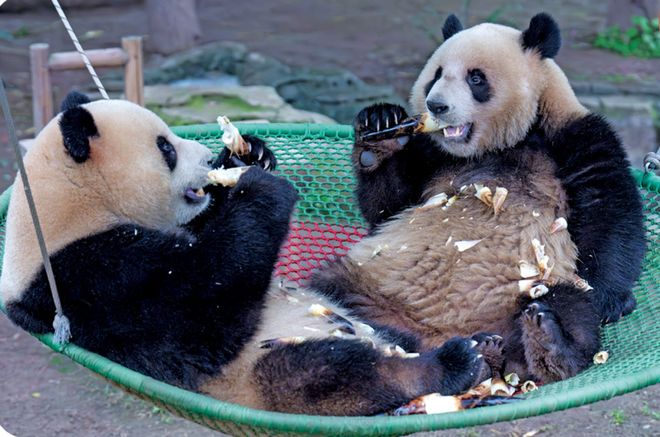 濒危物种“复活”中国生态奇迹太燃了！(图3)