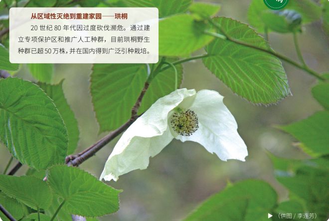 濒危物种“复活”中国生态奇迹太燃了！(图6)