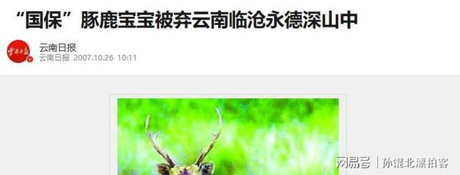 云南护林员深山发现濒危动物出生仅3天(图17)