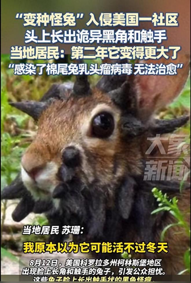 “变种怪兔”入侵美国一社区头上长出诡异黑角和触手野生动物管理局：无法治愈专家警告不要触摸(图1)