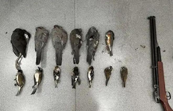 20只以上就定罪！湖北男子收购上万只卖给饭店当食材(图1)