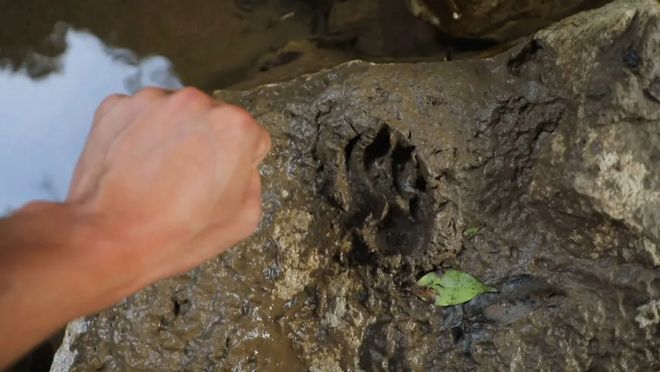 广西一村疑现大型野生动物：脚印如拳大目击者称其黄黑相间当地已装监测设备(图1)