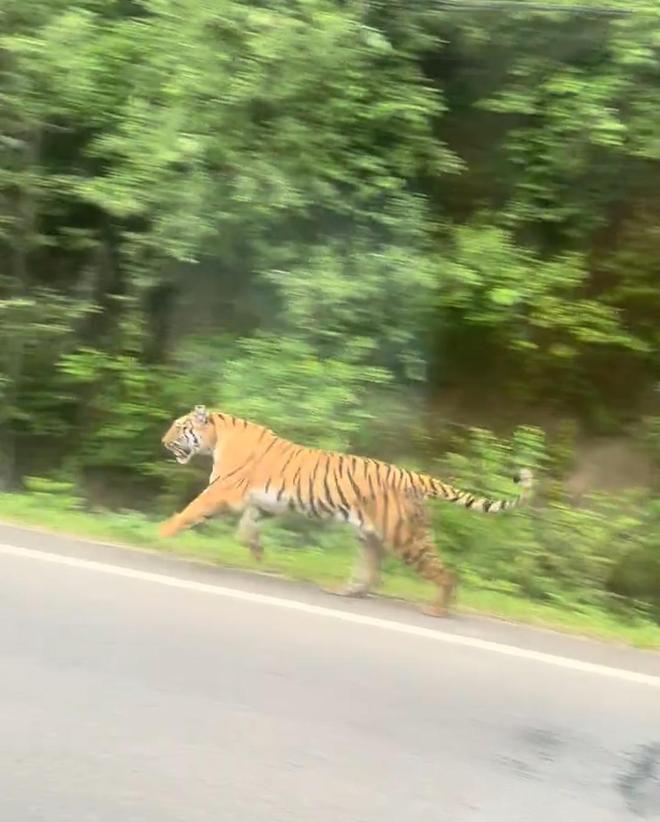 广西一村疑现大型野生动物：脚印如拳大目击者称其黄黑相间当地已装监测设备(图3)