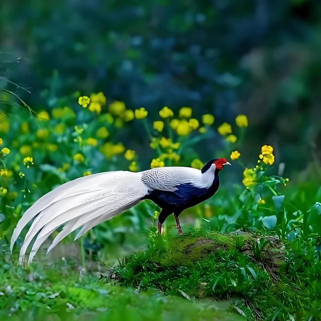 它在英国已泛滥成灾狩猎一只能获得奖金中国人吃一只就违法(图10)