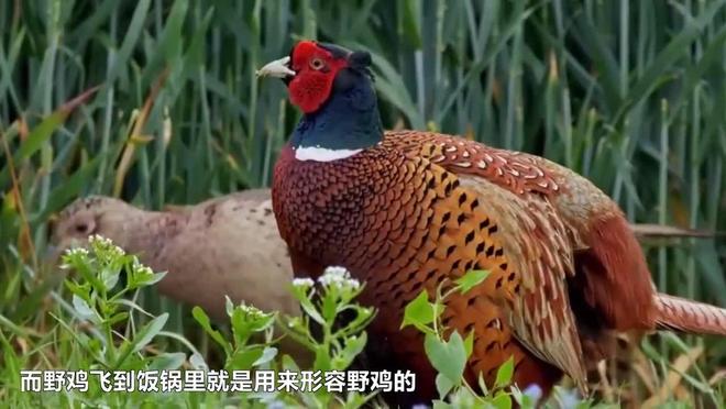 它在英国已泛滥成灾狩猎一只能获得奖金中国人吃一只就违法(图9)