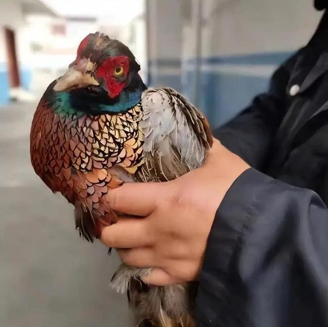 它在英国已泛滥成灾狩猎一只能获得奖金中国人吃一只就违法(图18)