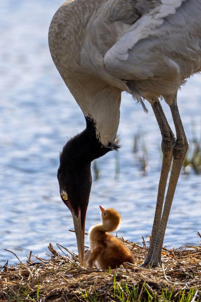 【央媒看青海】半月谈丨“鸟中大熊猫”它又回来了！(图2)