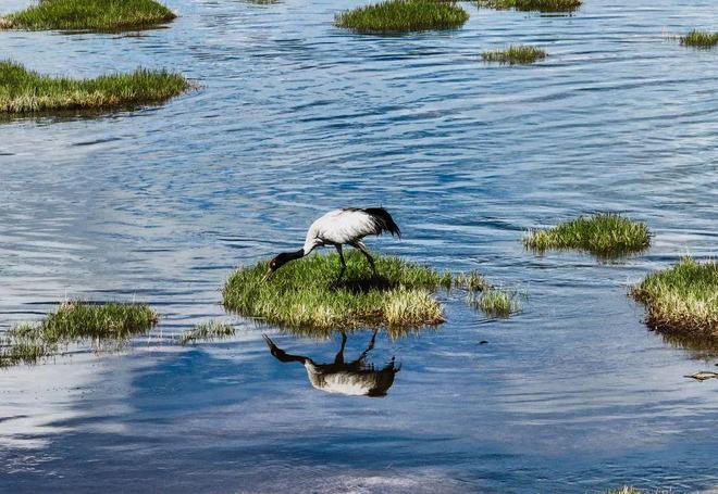 【央媒看青海】半月谈丨“鸟中大熊猫”它又回来了！(图1)