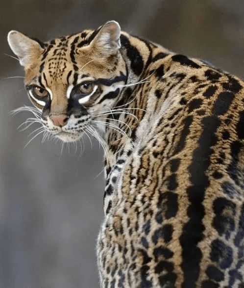 引以为戒！门头沟法院公开审理并宣判一起非法狩猎案(图1)