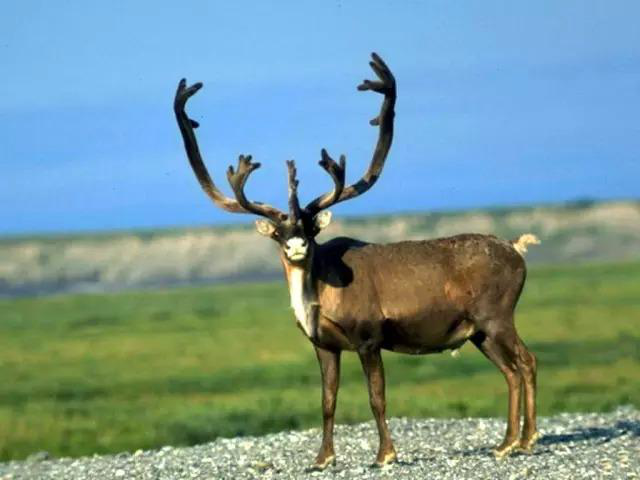 10名蟒蛇爱好者私自繁育野生动物涉300多条蟒蛇涉案金额3000多万元已被抓获(图1)