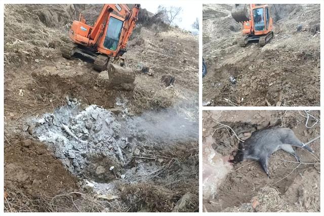 被野猪骚扰了怎么办？遂川县：可以申请理赔(图1)