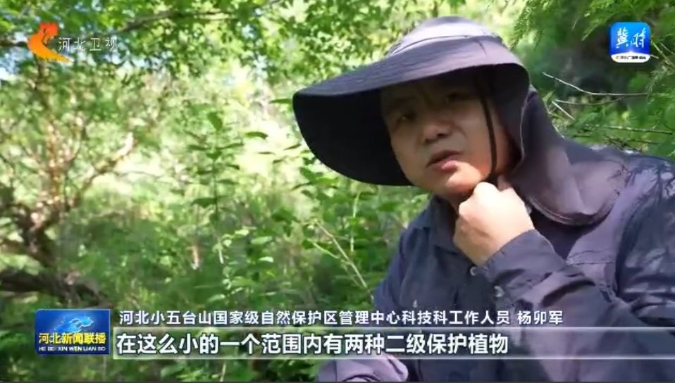 绿水青山多了“稀客” ① 小五台山濒危物种逆袭记(图3)