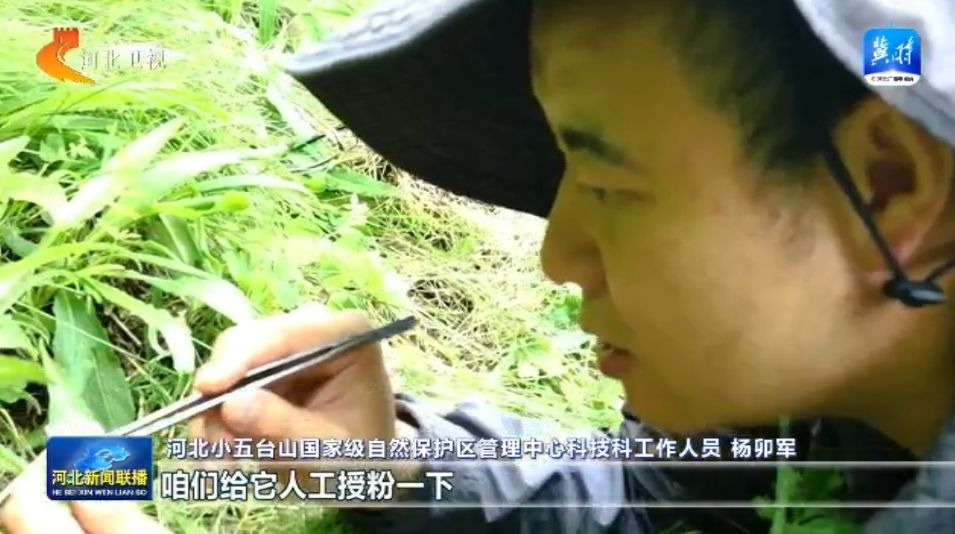 绿水青山多了“稀客” ① 小五台山濒危物种逆袭记(图5)