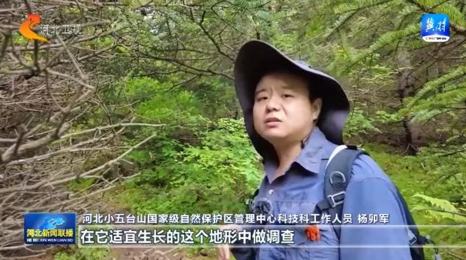 绿水青山多了“稀客” ① 小五台山濒危物种逆袭记(图4)