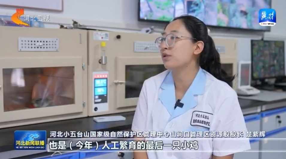 绿水青山多了“稀客” ① 小五台山濒危物种逆袭记(图9)