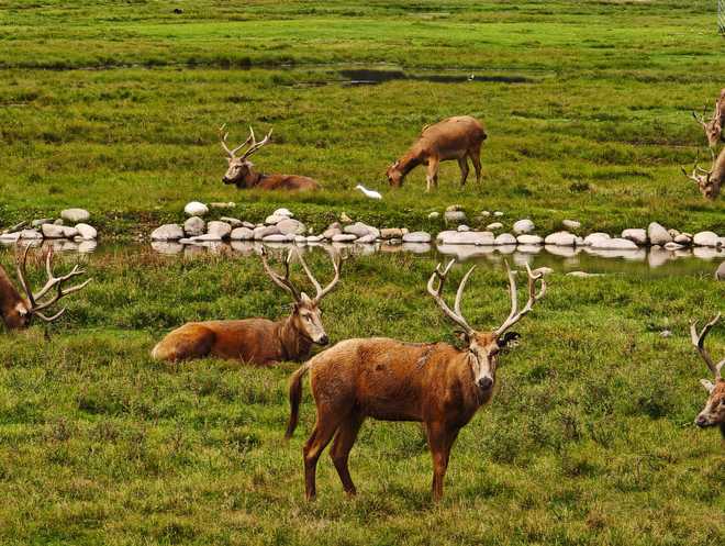 麋鹿回归40载我国麋鹿再无灭绝之忧(图1)
