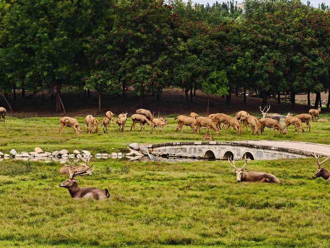 麋鹿回归40载我国麋鹿再无灭绝之忧(图2)