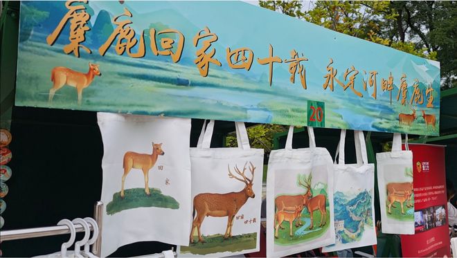 麋鹿回归40载我国麋鹿再无灭绝之忧(图3)