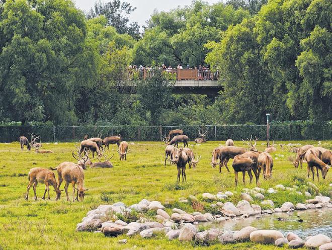 回归40载 我国麋鹿再无灭绝之忧(图1)