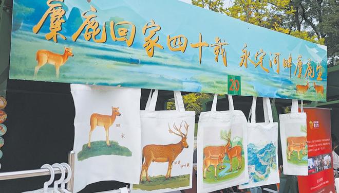 回归40载 我国麋鹿再无灭绝之忧(图2)