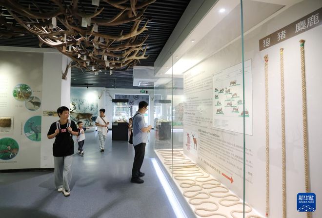 麋鹿“回家”40载 从本土灭绝到呦呦鹿鸣(图5)