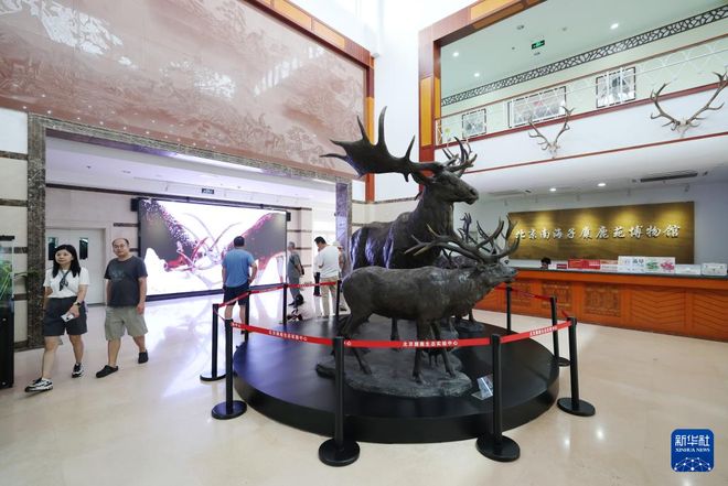 麋鹿“回家”40载 从本土灭绝到呦呦鹿鸣(图4)