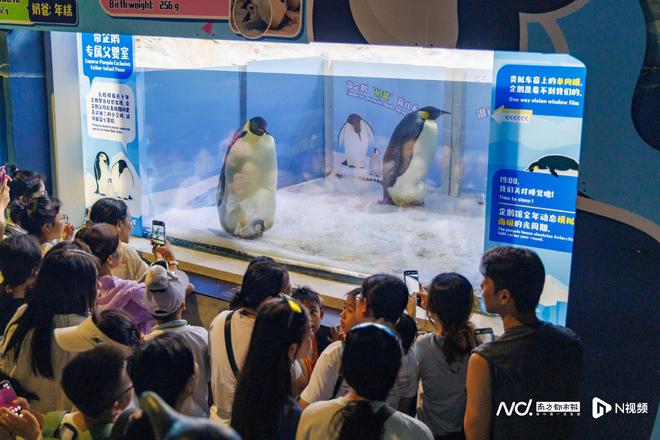 企鹅宝宝萌动亮相！长隆再次刷新帝企鹅繁育纪录(图2)
