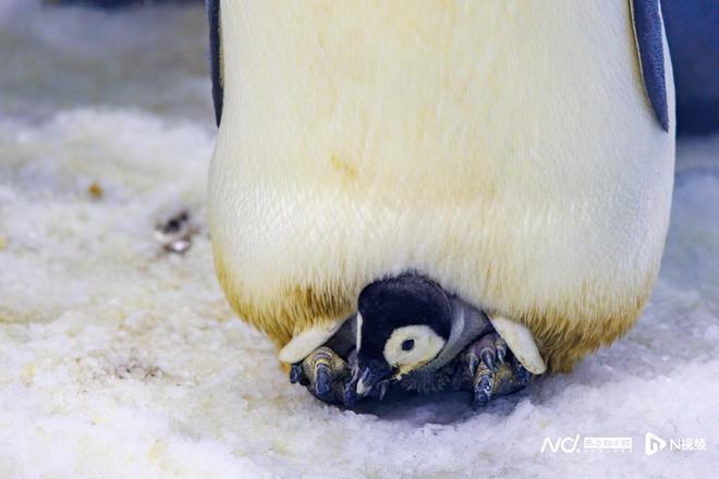 企鹅宝宝萌动亮相！长隆再次刷新帝企鹅繁育纪录(图1)