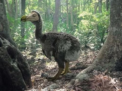 世界上10大已灭绝的珍稀动物中国的犀牛新疆的虎(图1)