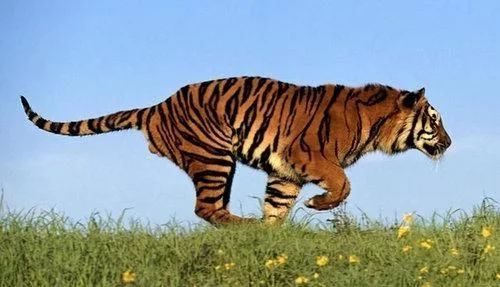 世界上10大已灭绝的珍稀动物中国的犀牛新疆的虎(图4)