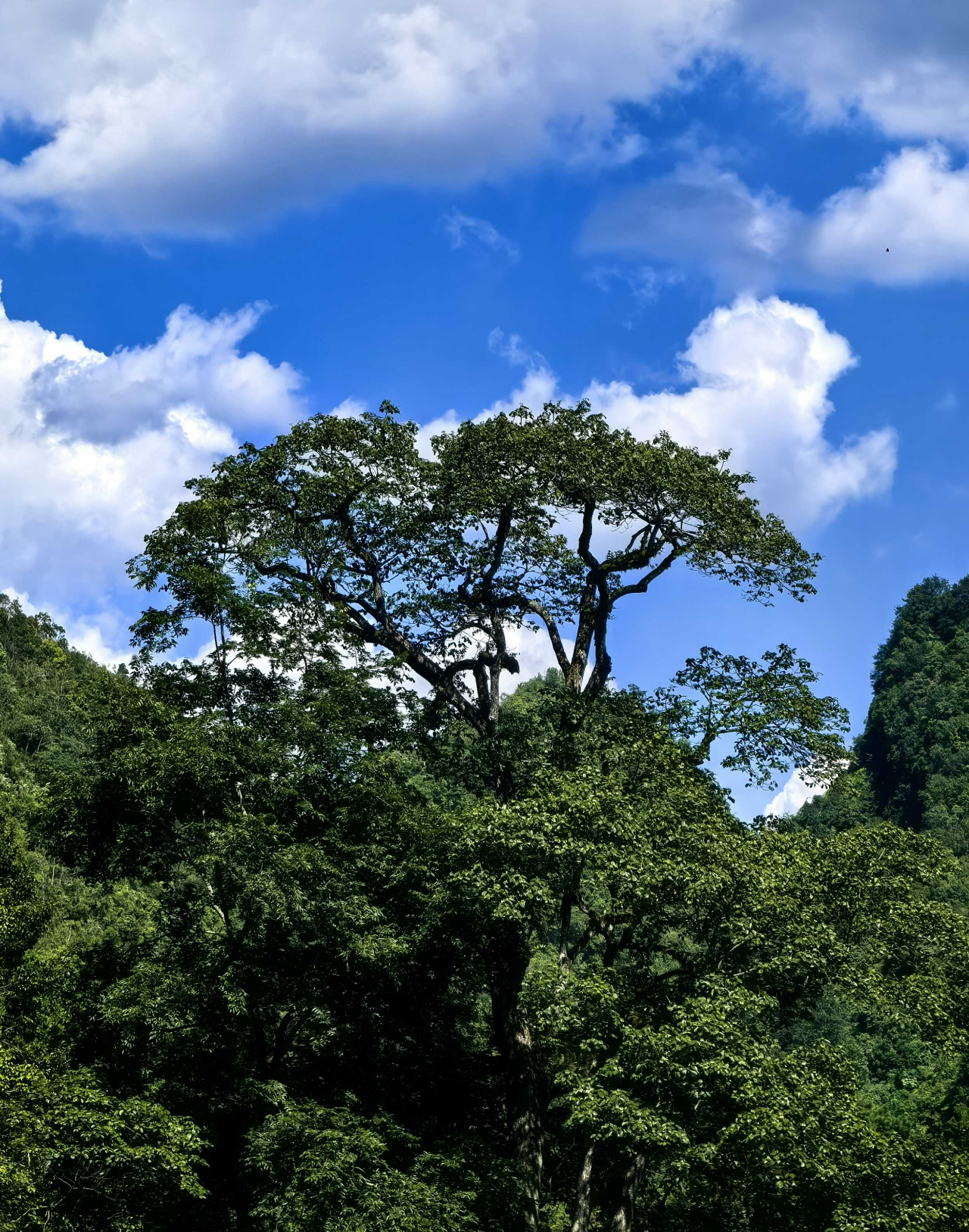 时隔70多年 广西再次发现极度濒危植物滇桐(图1)