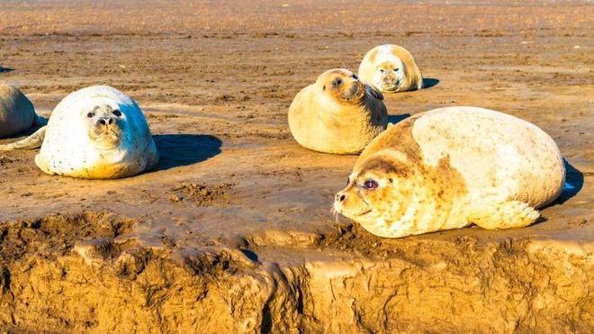 辽河口国家公园候选区频频获央视关注三大旗舰物种密集“出圈”(图2)