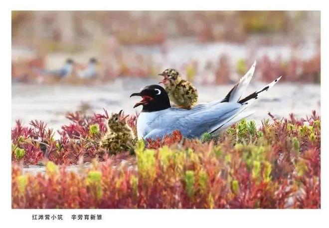 辽河口国家公园候选区频频获央视关注三大旗舰物种密集“出圈”(图1)