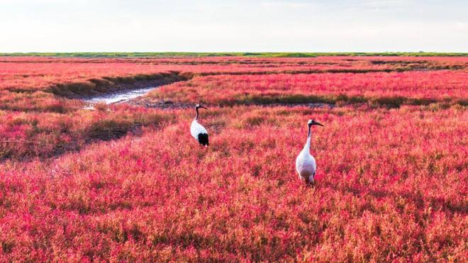 辽河口国家公园候选区频频获央视关注三大旗舰物种密集“出圈”(图3)
