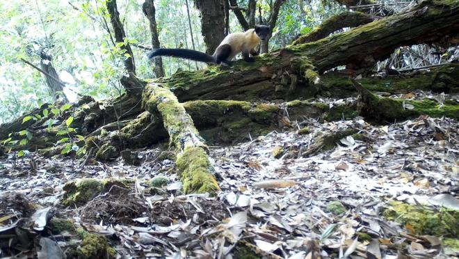 云南昌宁：红外相机记录黄喉貂捕猎中国豪猪影像(图1)