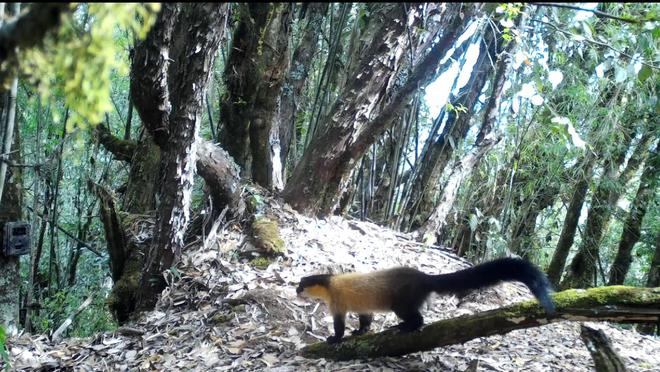 云南昌宁：红外相机记录黄喉貂捕猎中国豪猪影像(图3)