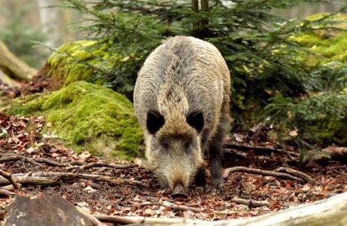 万类竞自由 青山入画来——乌兰察布多措并举开展野生动物保护工作(图1)