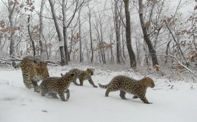 野生东北虎“完达山一号”健康状况良好(图1)
