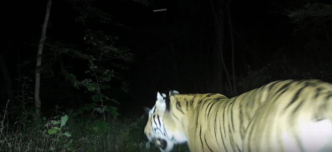 野生东北虎“完达山一号”健康状况良好(图2)