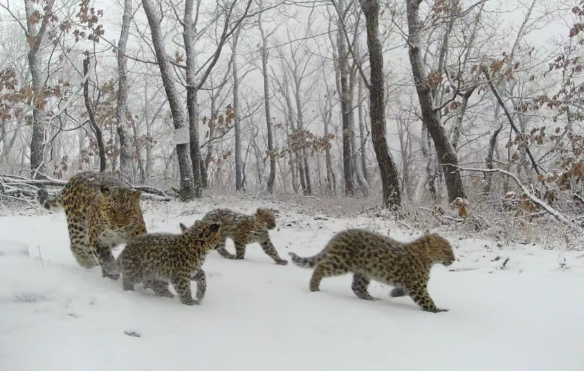 东北虎“完达山一号”再现健康状态良好(图1)