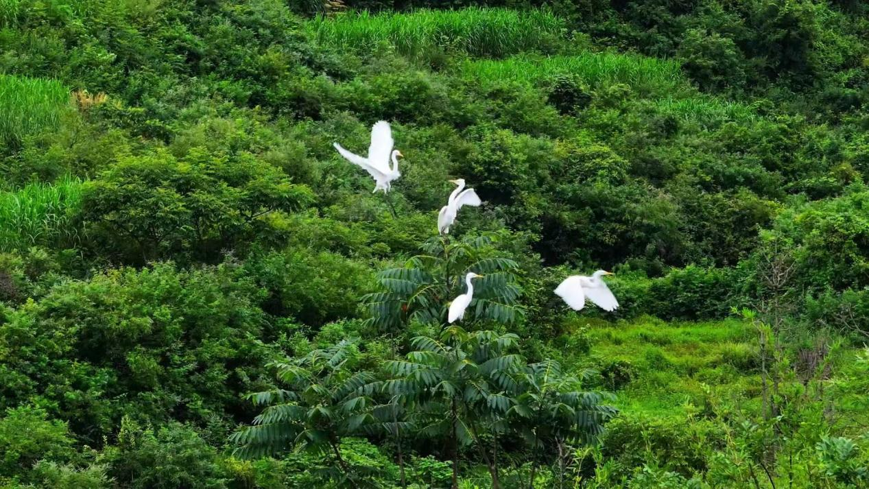 湖南中方县：“三位一体”守护绿水青山(图3)