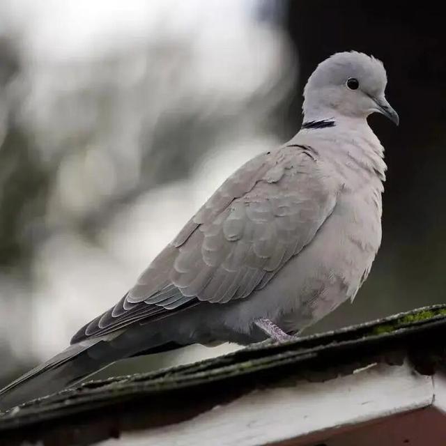 派出所来一位 “受伤小客人”！(图3)