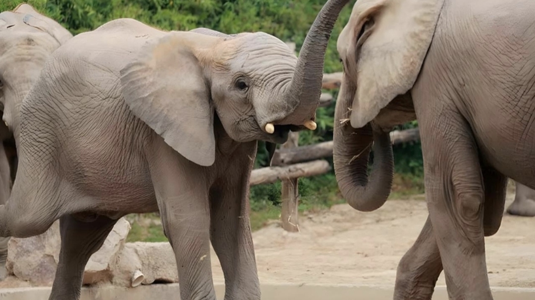 2024天津野生动物园最新消息（持续更新）(图1)