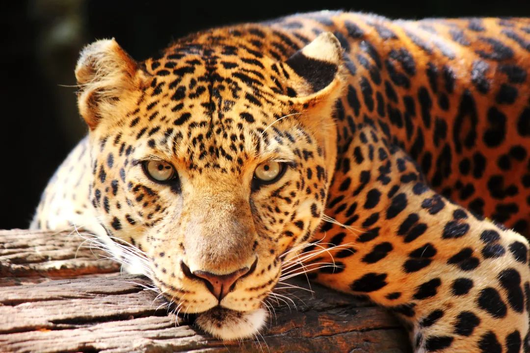 对虾相关食品资讯_食品伙伴网(图1)