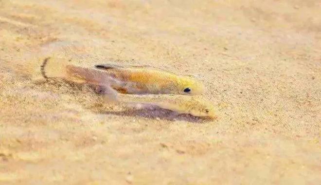 数量暴跌仅剩20条！沙漠鱼与世隔绝6万年：为何不能转移出沙漠(图11)