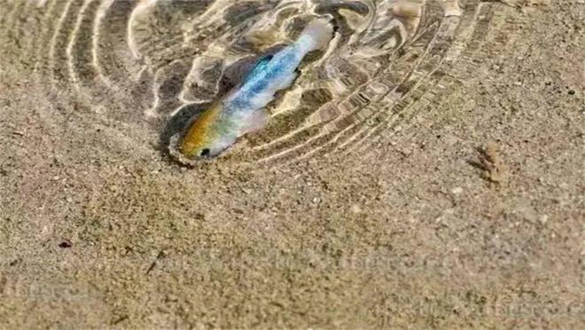 数量暴跌仅剩20条！沙漠鱼与世隔绝6万年：为什么不能将它们转移出沙漠(图9)