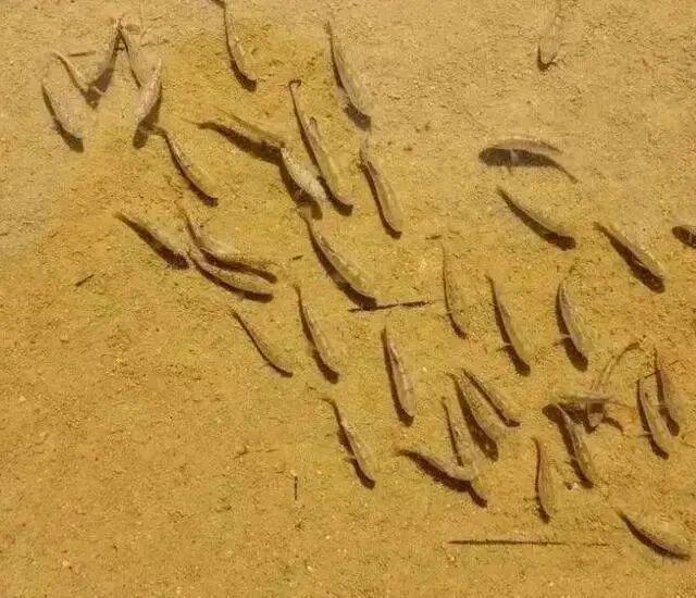 数量暴跌仅剩20条！沙漠鱼与世隔绝6万年：为什么不能将它们转移出沙漠(图8)