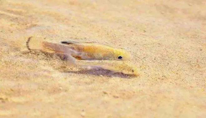 数量暴跌仅剩20条！沙漠鱼与世隔绝6万年：为什么不能将它们转移出沙漠(图11)